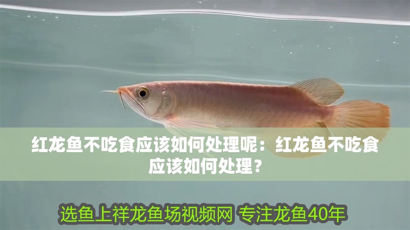 紅龍魚不吃食應(yīng)該如何處理呢：紅龍魚不吃食應(yīng)該如何處理？