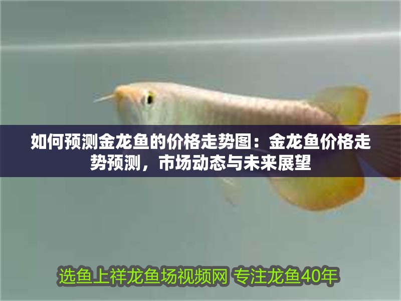 如何預測金龍魚的價格走勢圖：金龍魚價格走勢預測，市場動態與未來展望