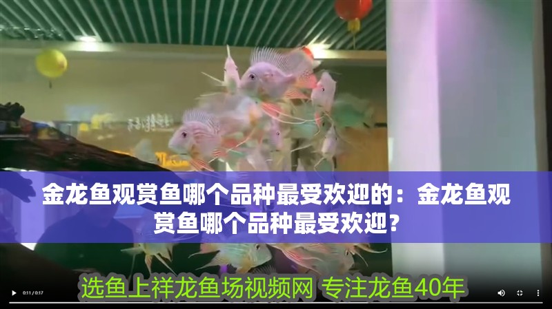 金龍魚觀賞魚哪個品種最受歡迎的：金龍魚觀賞魚哪個品種最受歡迎？