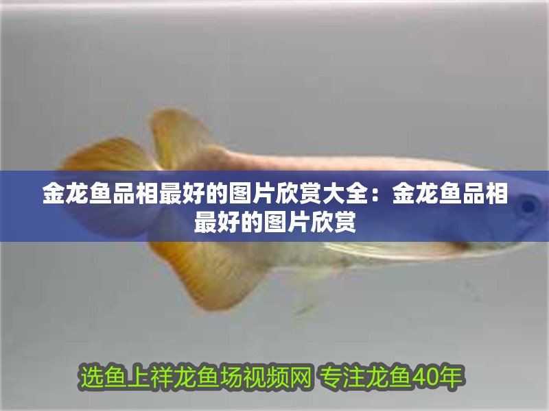 金龍魚品相最好的圖片欣賞大全：金龍魚品相最好的圖片欣賞