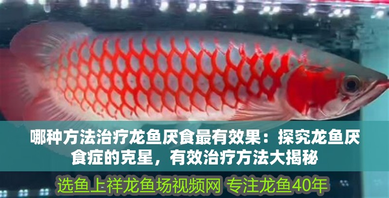 哪種方法治療龍魚厭食最有效果：探究龍魚厭食癥的克星，有效治療方法大揭秘