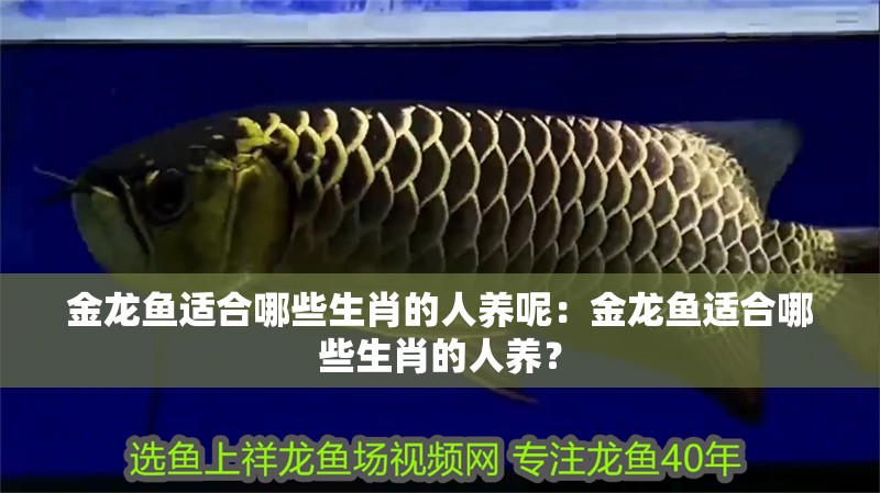 金龍魚適合哪些生肖的人養(yǎng)呢：金龍魚適合哪些生肖的人養(yǎng)？
