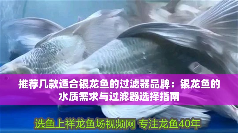 推薦幾款適合銀龍魚的過濾器品牌：銀龍魚的水質需求與過濾器選擇指南