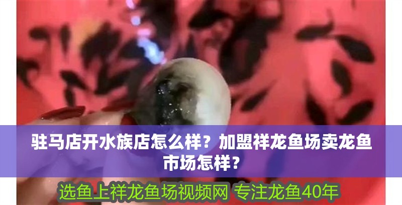 駐馬店開水族店怎么樣？加盟祥龍魚場賣龍魚市場怎樣？ 駐馬店開水族店怎么樣？加盟祥龍魚場賣龍魚市場怎樣？ 水族館百科（水族館加盟）