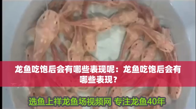 龍魚吃飽后會有哪些表現呢：龍魚吃飽后會有哪些表現？