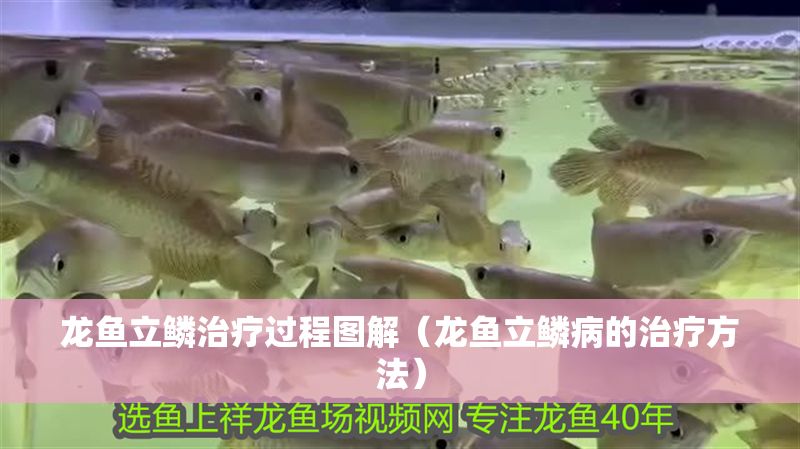 龍魚立鱗治療過程圖解（龍魚立鱗病的治療方法）