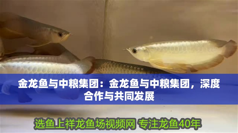 金龍魚與中糧集團：金龍魚與中糧集團，深度合作與共同發展