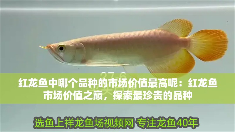 紅龍魚中哪個品種的市場價值最高呢：紅龍魚市場價值之巔，探索最珍貴的品種