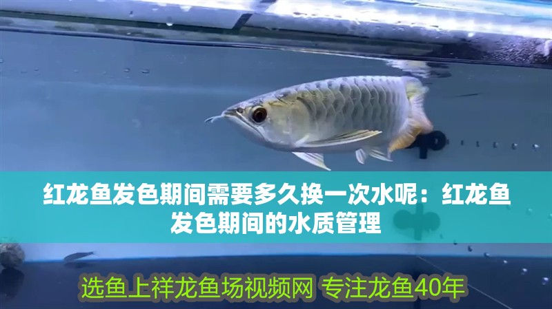 紅龍魚發色期間需要多久換一次水呢：紅龍魚發色期間的水質管理