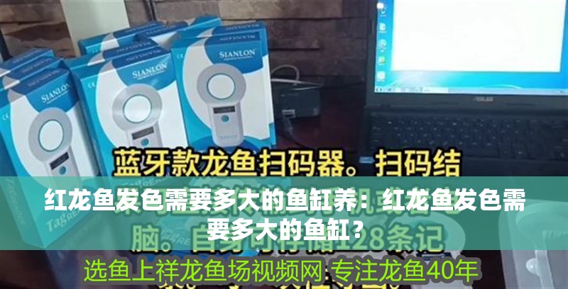 紅龍魚發(fā)色需要多大的魚缸養(yǎng)：紅龍魚發(fā)色需要多大的魚缸？