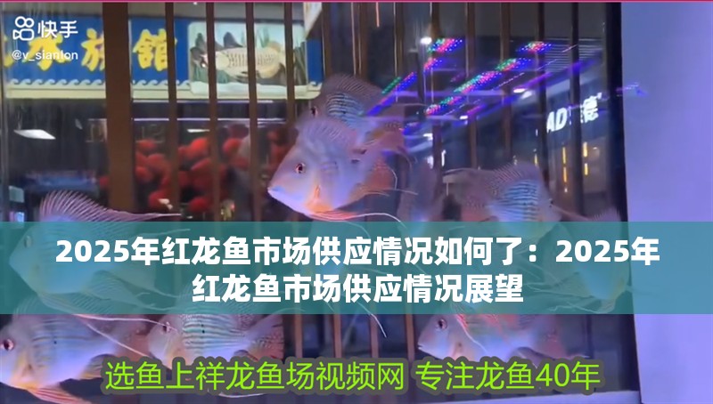 2025年紅龍魚市場供應情況如何了：2025年紅龍魚市場供應情況展望