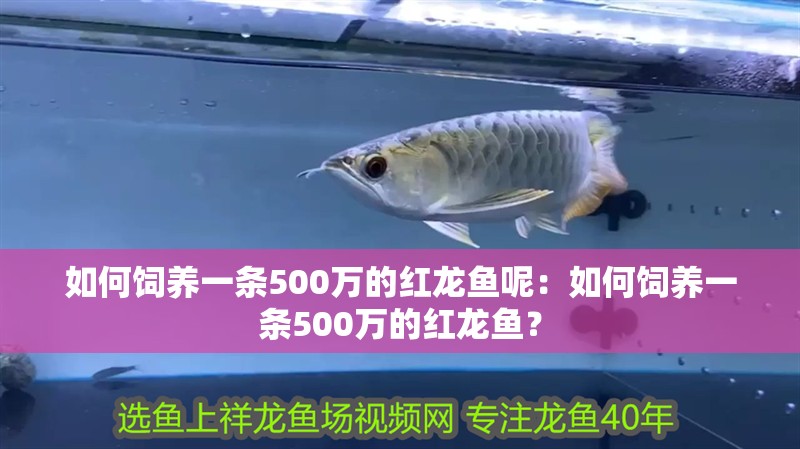 如何飼養(yǎng)一條500萬的紅龍魚呢：如何飼養(yǎng)一條500萬的紅龍魚？