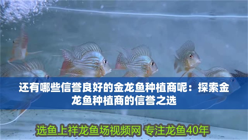 還有哪些信譽良好的金龍魚種植商呢：探索金龍魚種植商的信譽之選