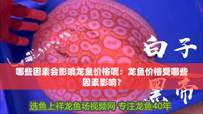 哪些因素會影響龍魚價格呢：龍魚價格受哪些因素影響？
