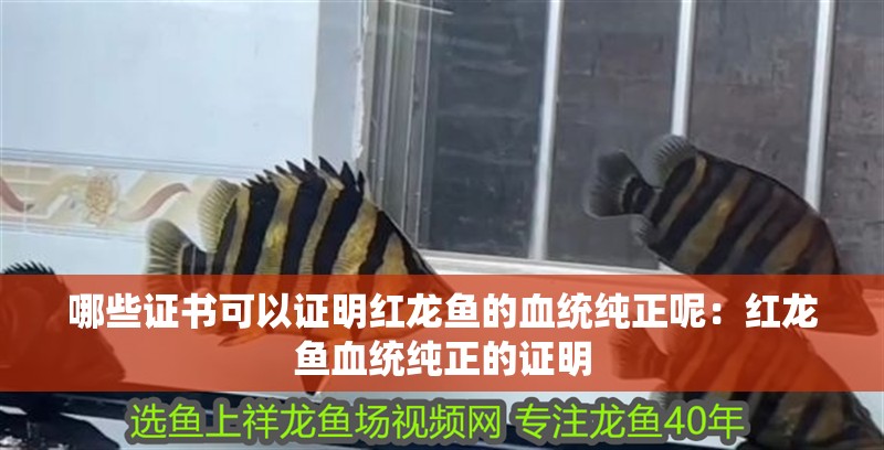 哪些證書可以證明紅龍魚的血統(tǒng)純正呢：紅龍魚血統(tǒng)純正的證明