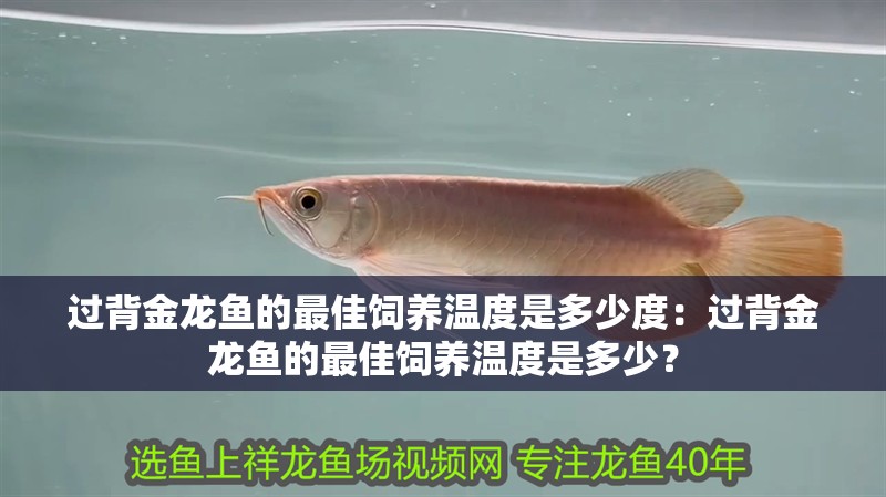 過背金龍魚的最佳飼養溫度是多少度：過背金龍魚的最佳飼養溫度是多少？