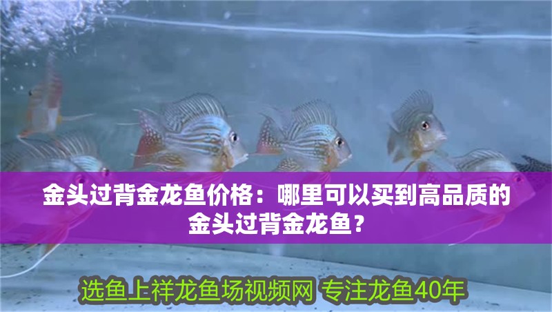 金頭過背金龍魚價格：哪里可以買到高品質的金頭過背金龍魚？
