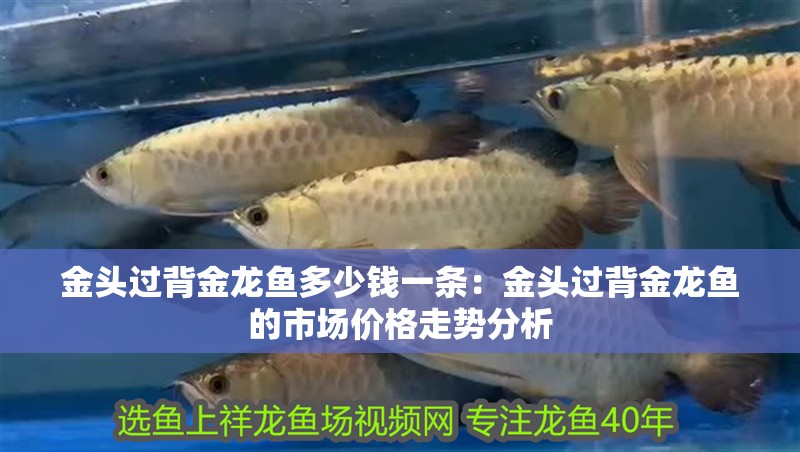 金頭過背金龍魚多少錢一條：金頭過背金龍魚的市場價(jià)格走勢分析