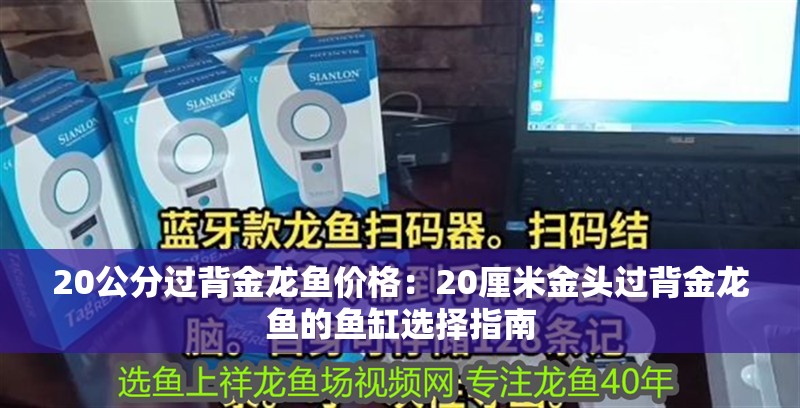 20公分過背金龍魚價(jià)格：20厘米金頭過背金龍魚的魚缸選擇指南