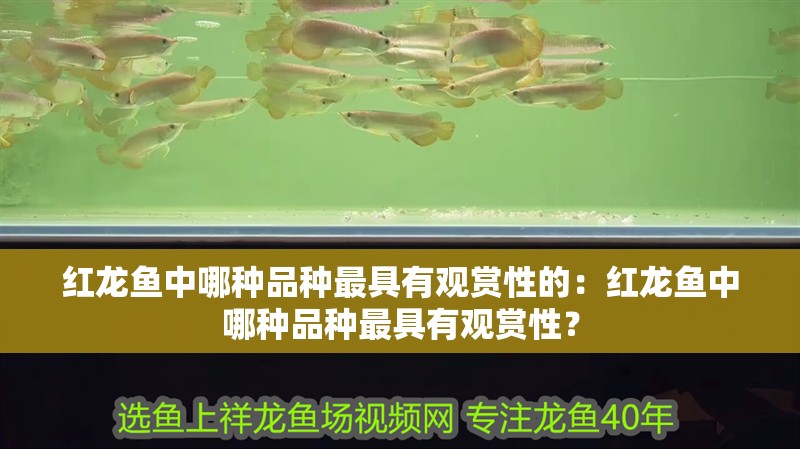紅龍魚中哪種品種最具有觀賞性的：紅龍魚中哪種品種最具有觀賞性？