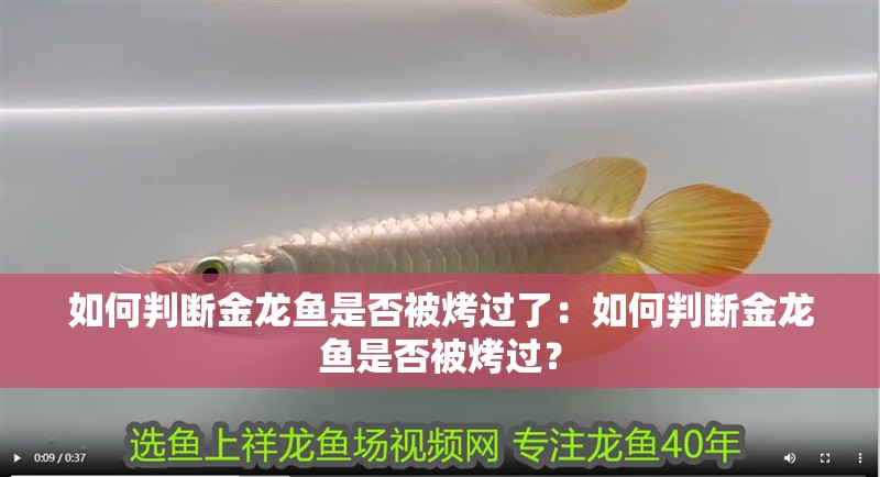 如何判斷金龍魚是否被烤過了：如何判斷金龍魚是否被烤過？