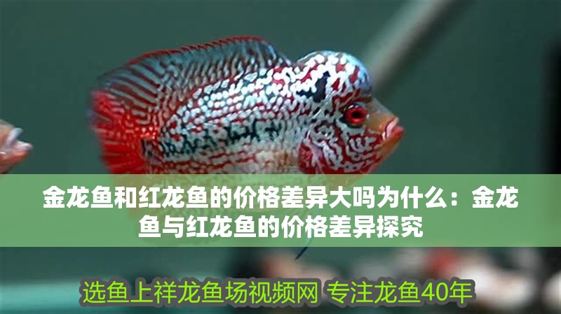 金龍魚和紅龍魚的價格差異大嗎為什么：金龍魚與紅龍魚的價格差異探究