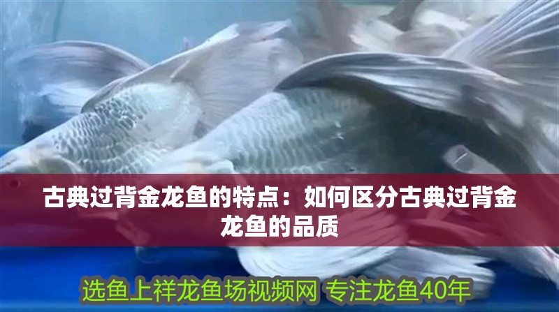 古典過背金龍魚的特點：如何區分古典過背金龍魚的品質