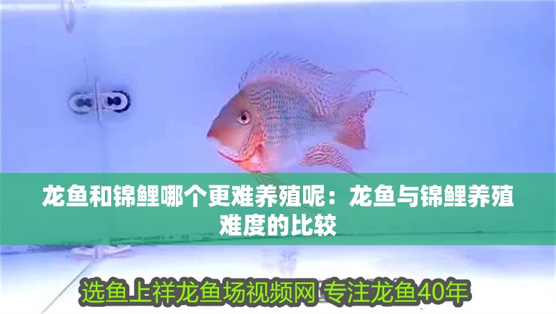 龍魚和錦鯉哪個更難養殖呢：龍魚與錦鯉養殖難度的比較