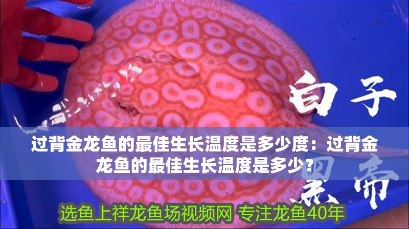 過背金龍魚的最佳生長溫度是多少度：過背金龍魚的最佳生長溫度是多少？