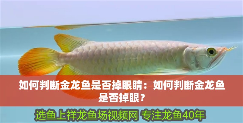 如何判斷金龍魚是否掉眼睛：如何判斷金龍魚是否掉眼？