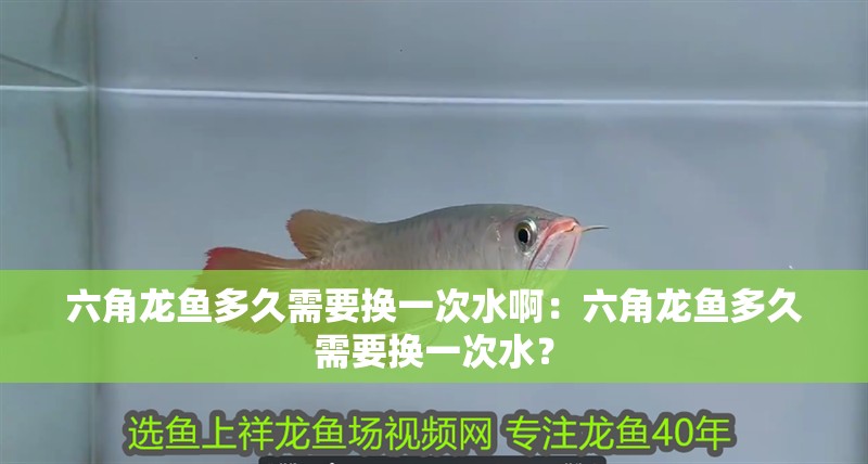 六角龍魚多久需要換一次水啊：六角龍魚多久需要換一次水？