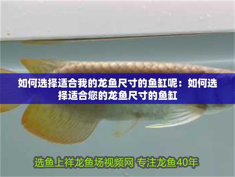 如何選擇適合我的龍魚(yú)尺寸的魚(yú)缸呢：如何選擇適合您的龍魚(yú)尺寸的魚(yú)缸