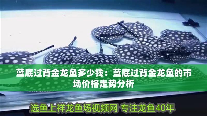 藍底過背金龍魚多少錢：藍底過背金龍魚的市場價格走勢分析