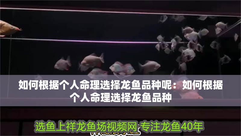 如何根據個人命理選擇龍魚品種呢：如何根據個人命理選擇龍魚品種