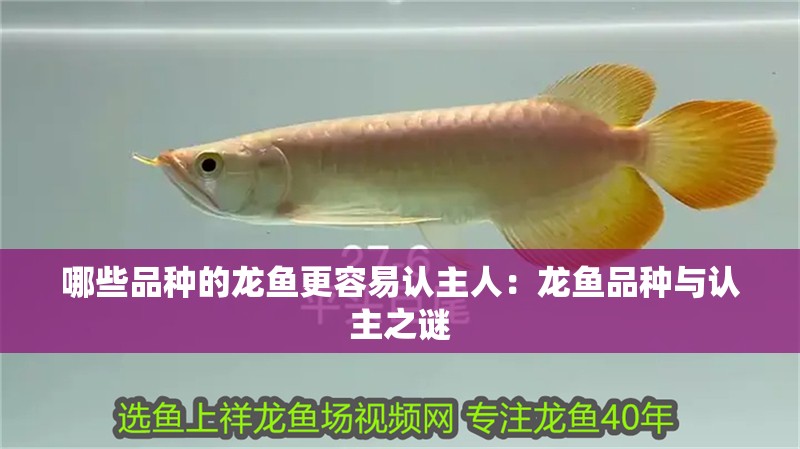 哪些品種的龍魚更容易認(rèn)主人：龍魚品種與認(rèn)主之謎