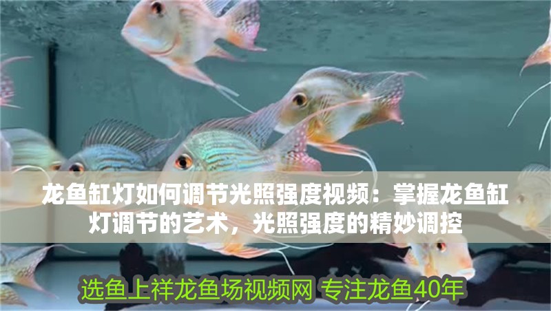 龍魚缸燈如何調節光照強度視頻：掌握龍魚缸燈調節的藝術，光照強度的精妙調控