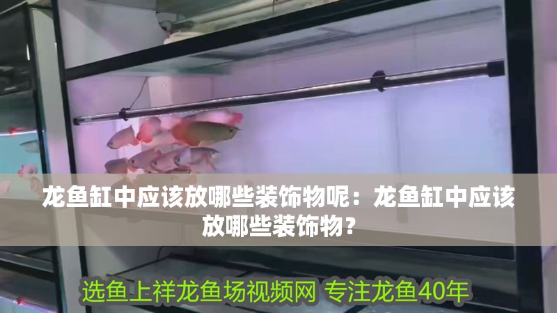龍魚缸中應該放哪些裝飾物呢：龍魚缸中應該放哪些裝飾物？