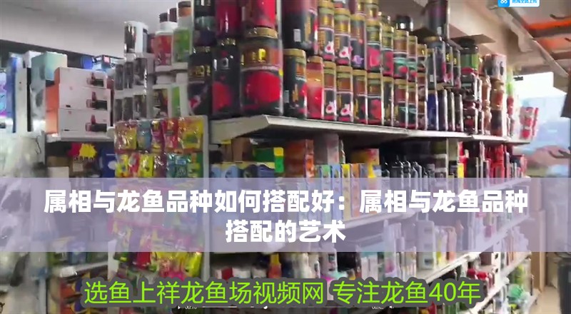 屬相與龍魚品種如何搭配好：屬相與龍魚品種搭配的藝術