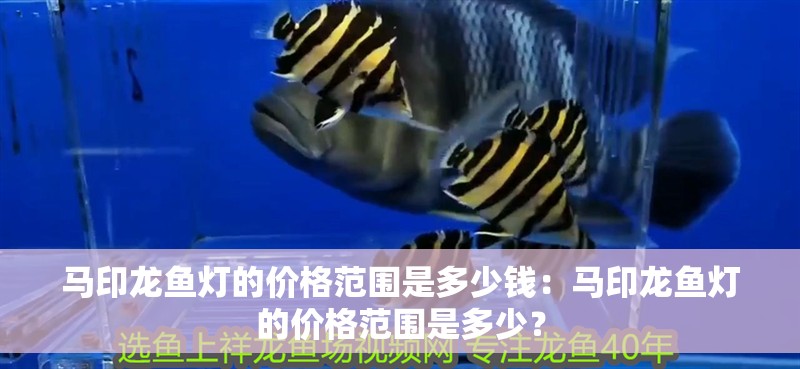 馬印龍魚燈的價格范圍是多少錢：馬印龍魚燈的價格范圍是多少？