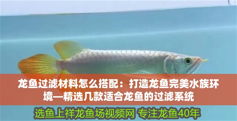 龍魚過濾材料怎么搭配：打造龍魚完美水族環(huán)境—精選幾款適合龍魚的過濾系統(tǒng)