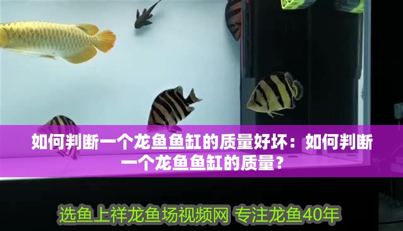 如何判斷一個龍魚魚缸的質量好壞：如何判斷一個龍魚魚缸的質量？