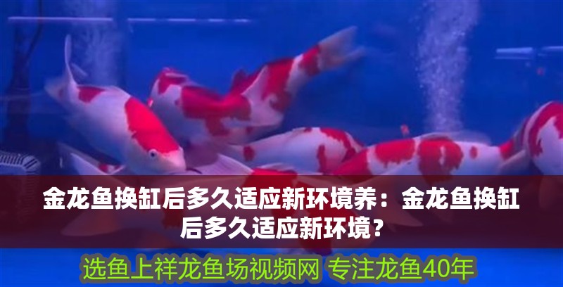 金龍魚換缸后多久適應新環境養：金龍魚換缸后多久適應新環境？