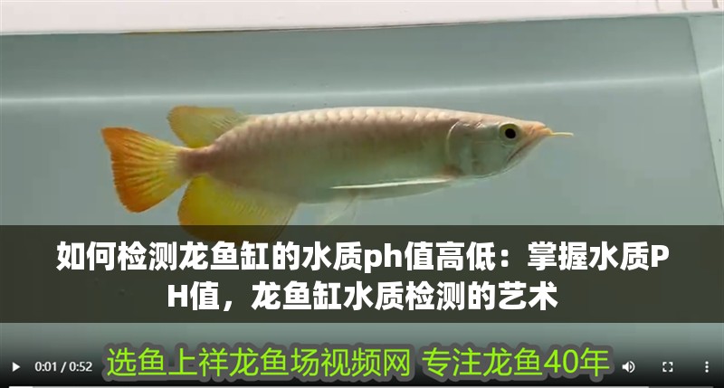 如何檢測龍魚缸的水質ph值高低：掌握水質PH值，龍魚缸水質檢測的藝術