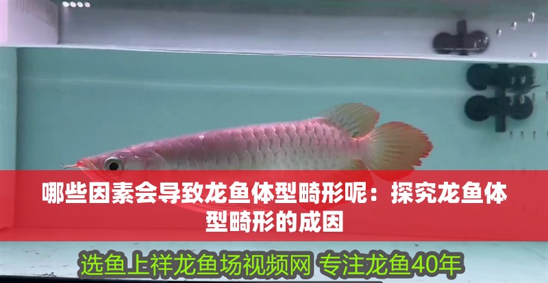哪些因素會(huì)導(dǎo)致龍魚體型畸形呢：探究龍魚體型畸形的成因
