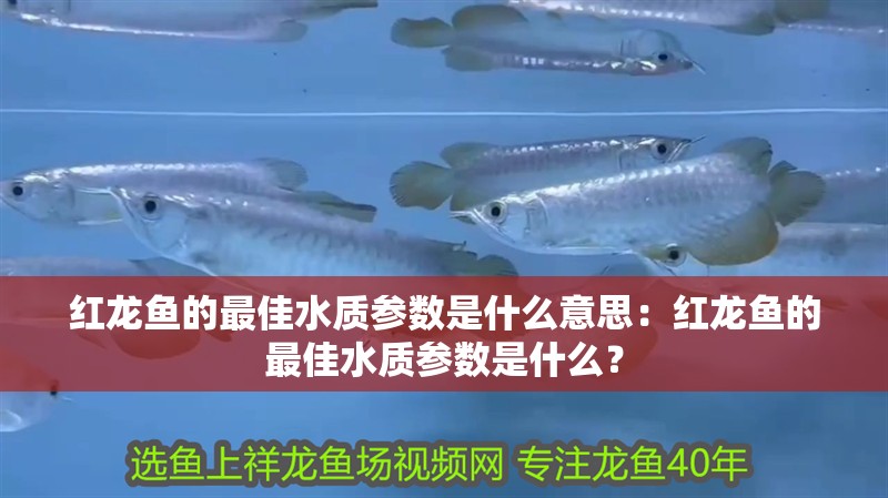 紅龍魚的最佳水質參數是什么意思：紅龍魚的最佳水質參數是什么？