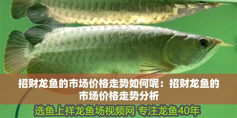 招財龍魚的市場價格走勢如何呢：招財龍魚的市場價格走勢分析