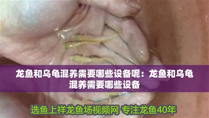 龍魚和烏龜混養需要哪些設備呢：龍魚和烏龜混養需要哪些設備