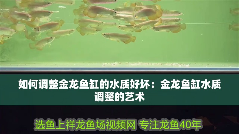 如何調(diào)整金龍魚缸的水質(zhì)好壞：金龍魚缸水質(zhì)調(diào)整的藝術(shù)