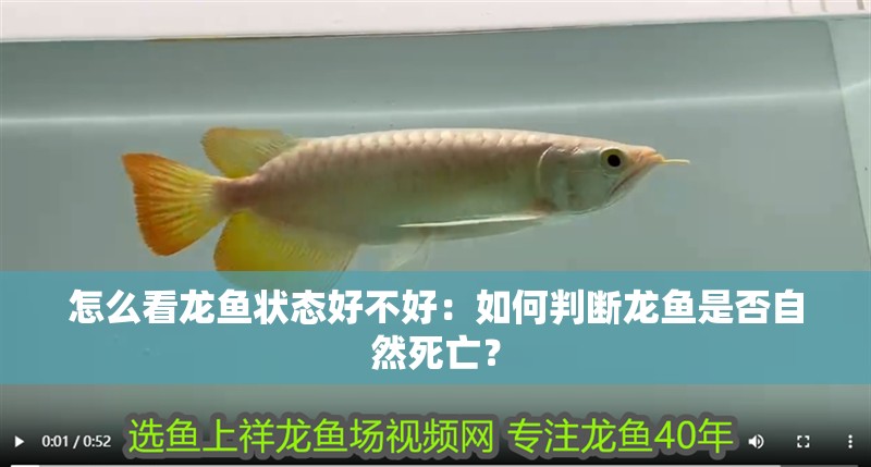 怎么看龍魚(yú)狀態(tài)好不好：如何判斷龍魚(yú)是否自然死亡？