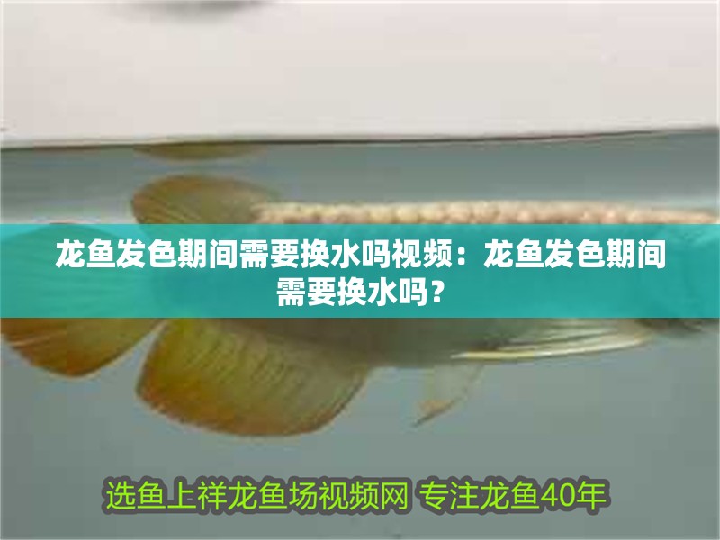 龍魚發(fā)色期間需要換水嗎視頻：龍魚發(fā)色期間需要換水嗎？
